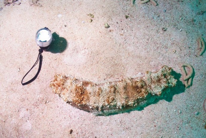 海底你不知道的东西,海底世界东海龙宫