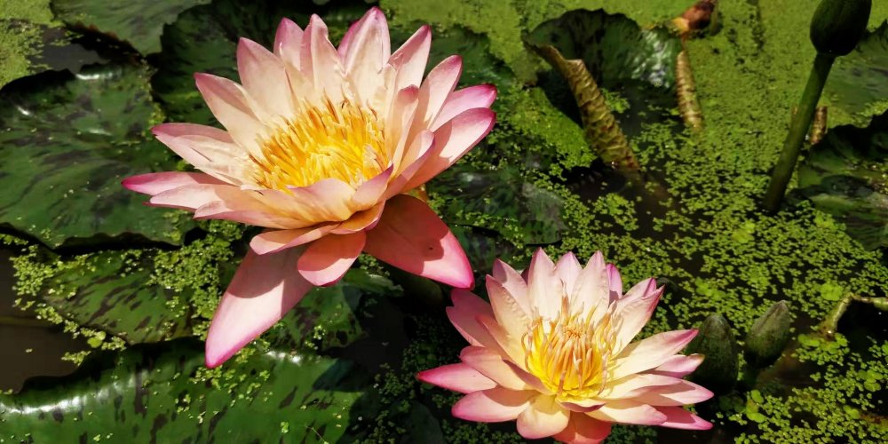 莲花有仙气吗,莲花有怎么样的品格