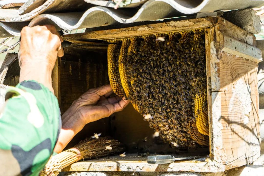 土蜂蜜的取蜜全过程,土蜂蜜取蜜全过程记录