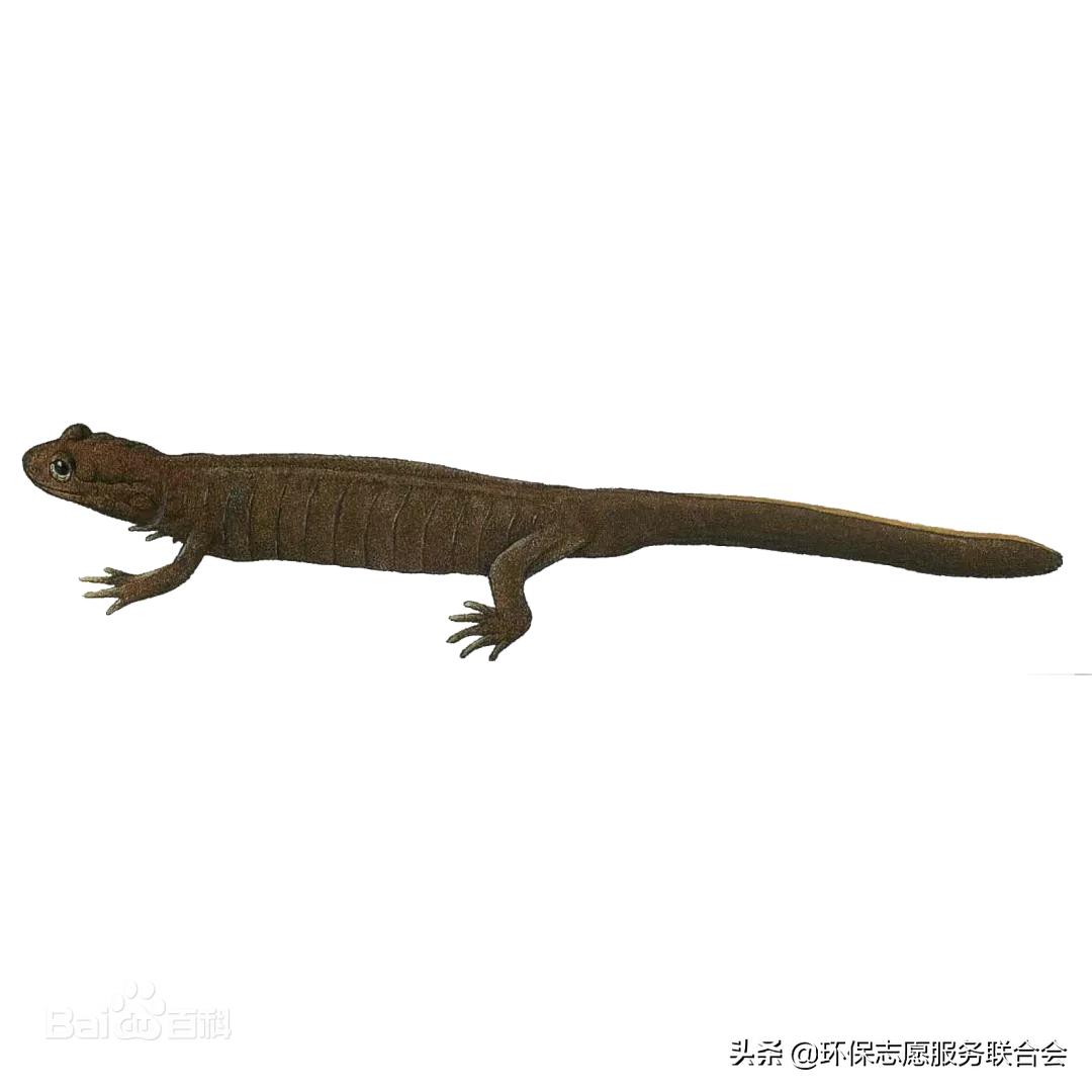 成都生态环保大讲堂|穿越于水陆之间的动物世界