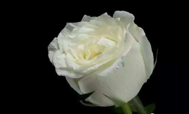 每天一点鲜花小知识,每天学习一点点科普知识