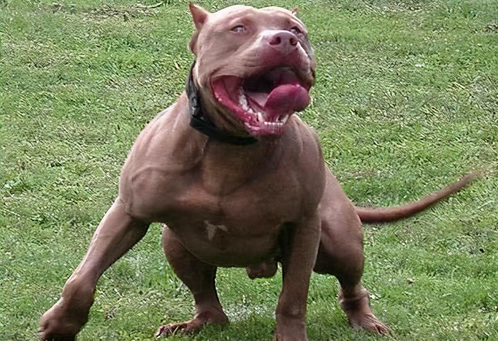 狗界“霸气”的几种狗，家里养一只，小偷不进门