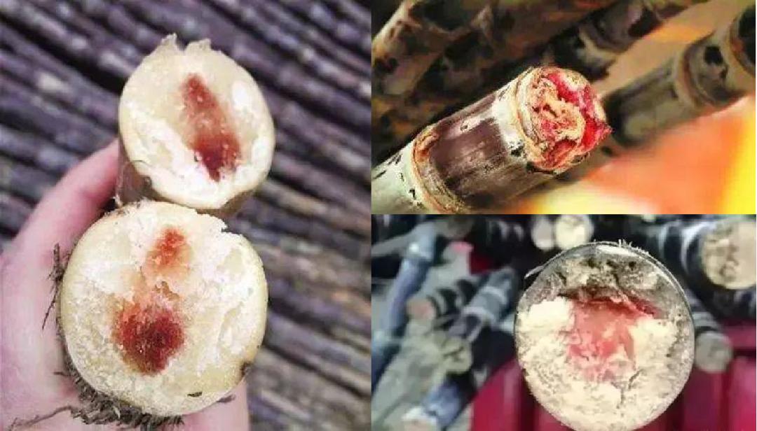 甘蔗向我比了个红爱心，吃还是不吃？