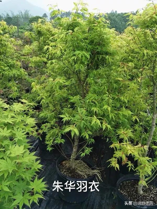 中式庭院藤类植物,枫树和紫藤