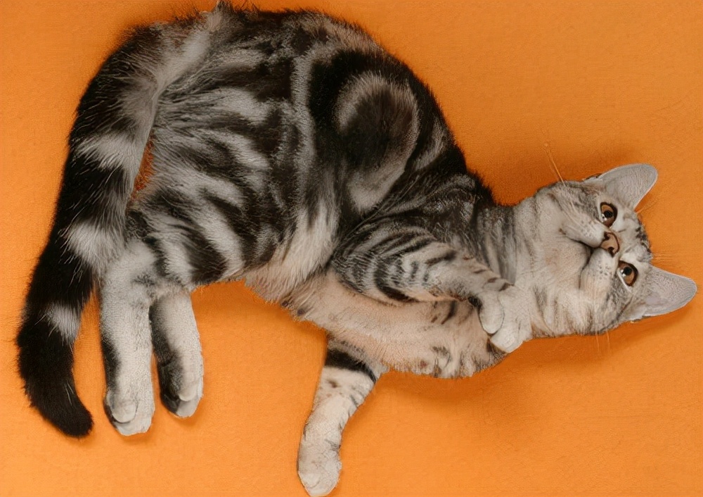 猫咪日记：猫咪伤口化脓了怎么处理