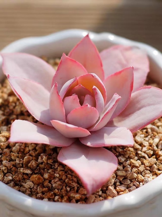 多肉广寒宫阳台,多肉广寒宫的养护知识