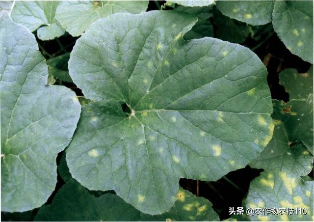 2021年温室大棚甜瓜种植技术,最好的大棚甜瓜种植方法