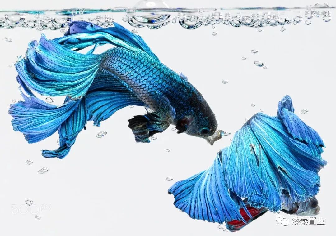 暹罗斗鱼——色与美的战舞