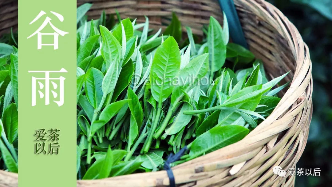 谷雨适合踏青还是喝茶,谷雨节气喝茶习俗美篇