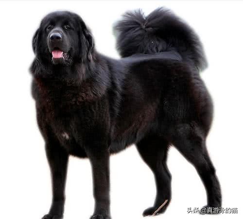 网络小说十大祸害,盘点网络小说十大不能惹角色