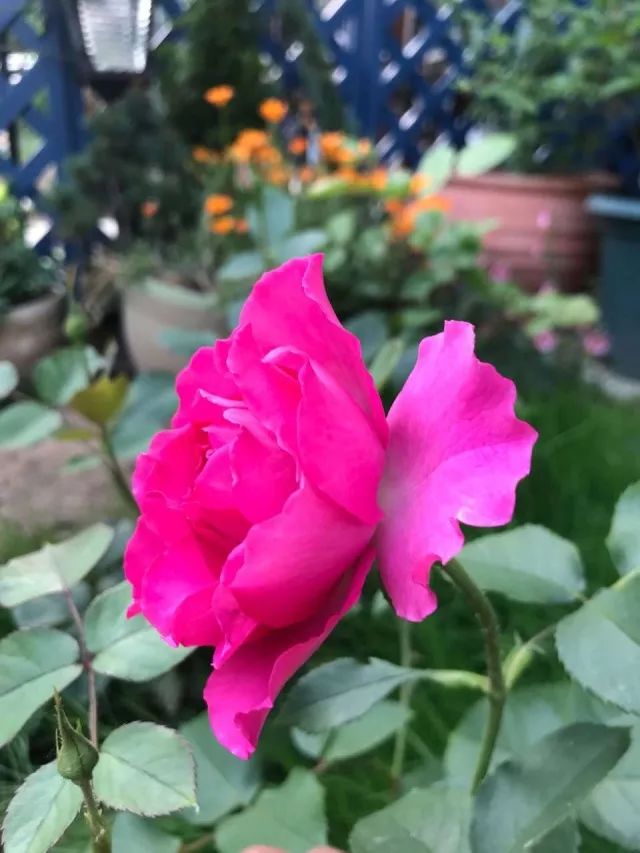 玫瑰月季怎么爆盆,玫瑰怎样爆侧芽