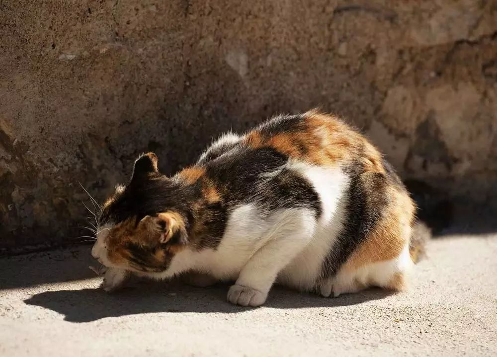 为什么不能剪猫咪的胡须,铲屎官是不是不能铲的太勤