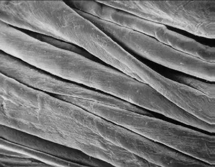 纺织纤维与面料分析介绍,天然纤维面料基础知识大全