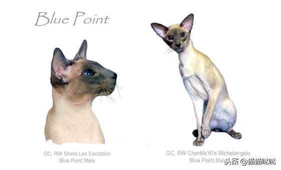 养猫新手买猫注意什么,新手养猫和买猫的注意事项