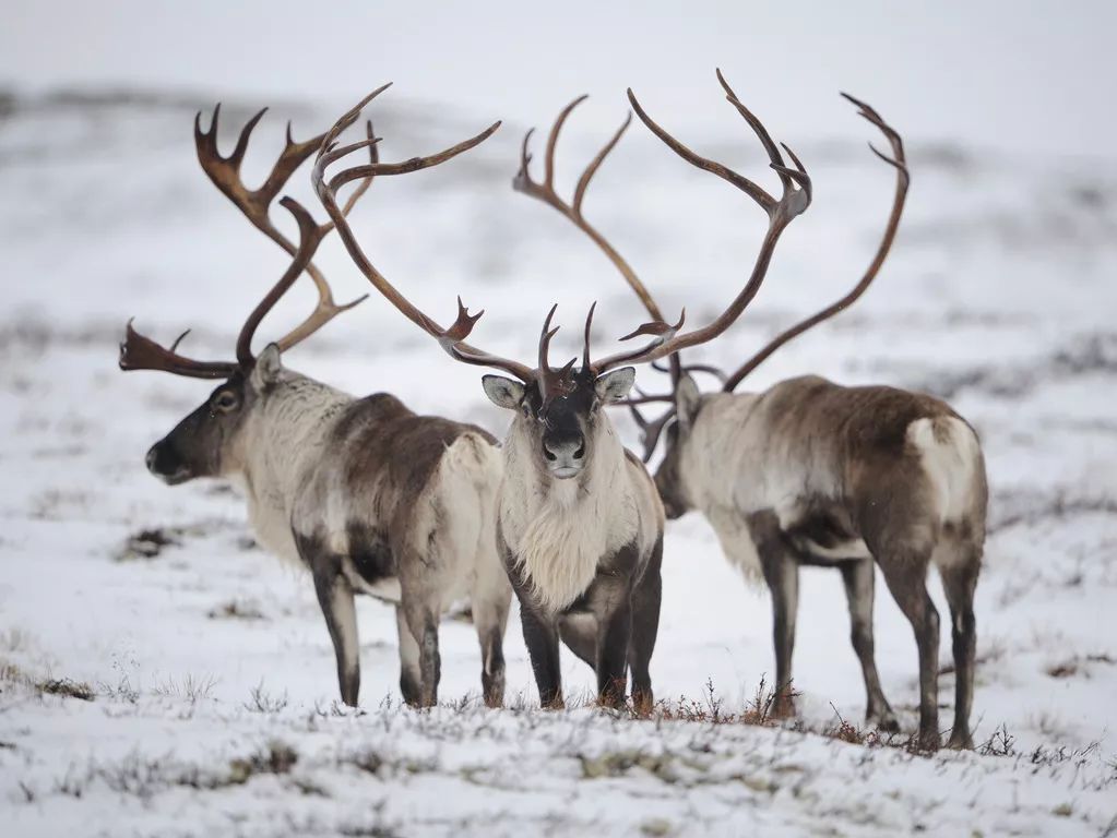 去育空，寻找这个世界的终极