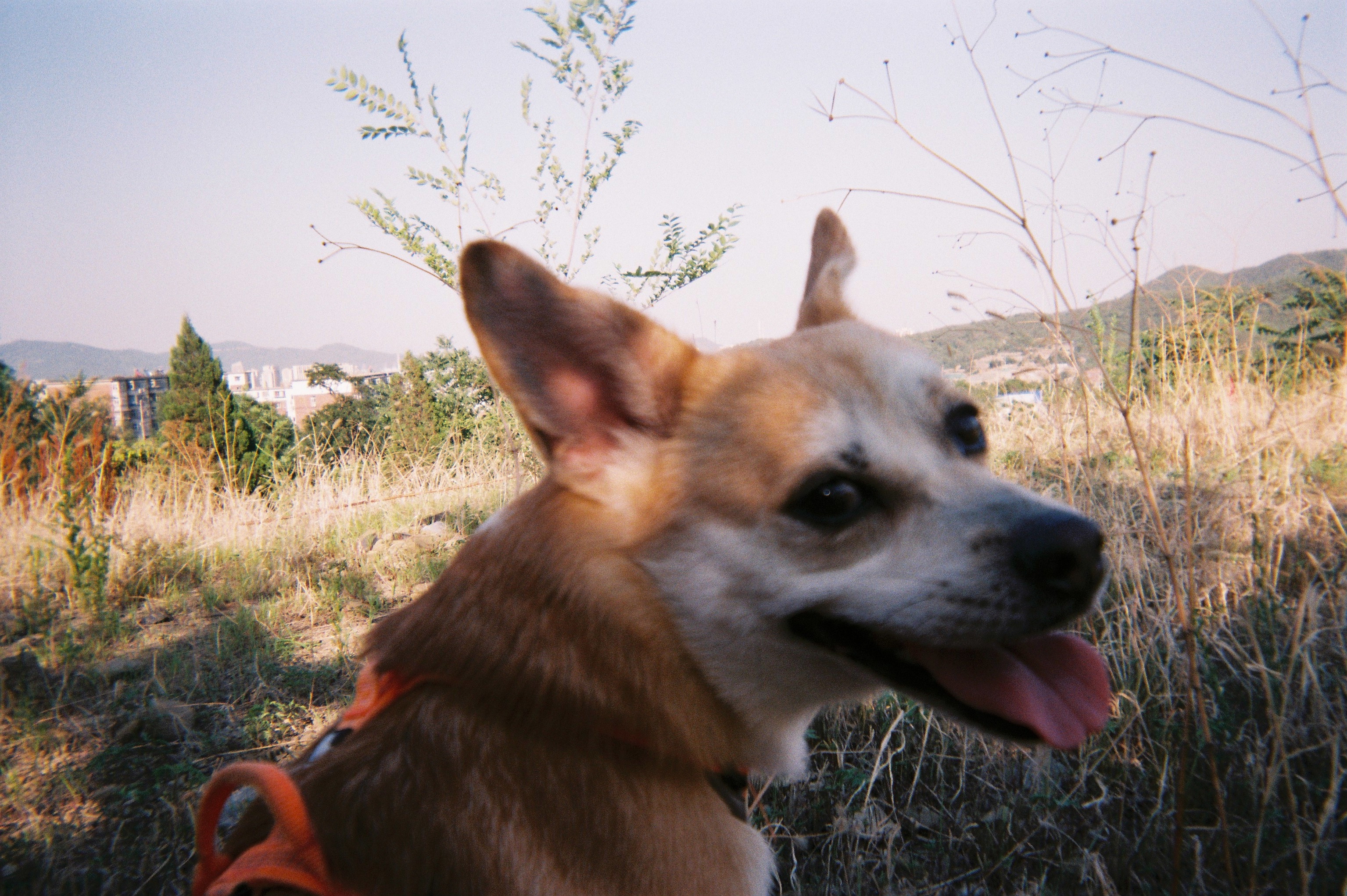 富士一次性胶片机日版与国产,富士一次性胶片机怎么自拍