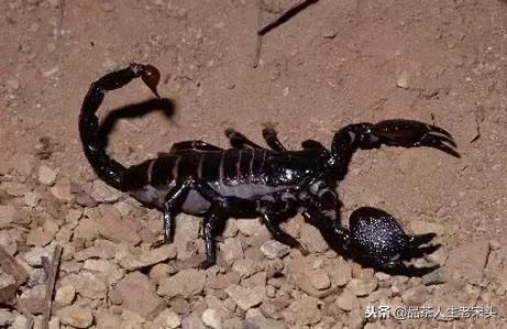 最新世界十大“怪”，最后一个太绝了！