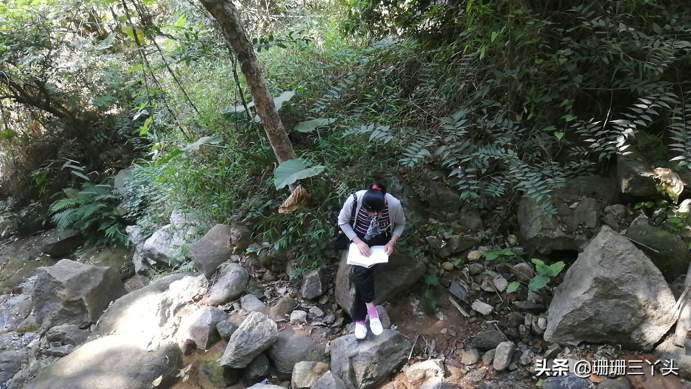 广州有座像老虎的山,广州有一座山是圆形的