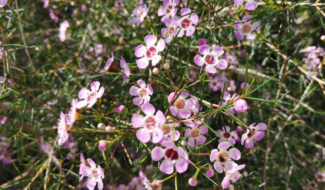 鏈堜寒鏄熷骇鎬庢牱搴斿璐熼潰鎯呯华,鏈堜寒鏄熷骇鎯呯华鐤楁剤