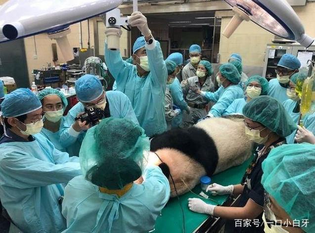 大熊猫戴牙套,大熊猫的牙齿能不能矫正