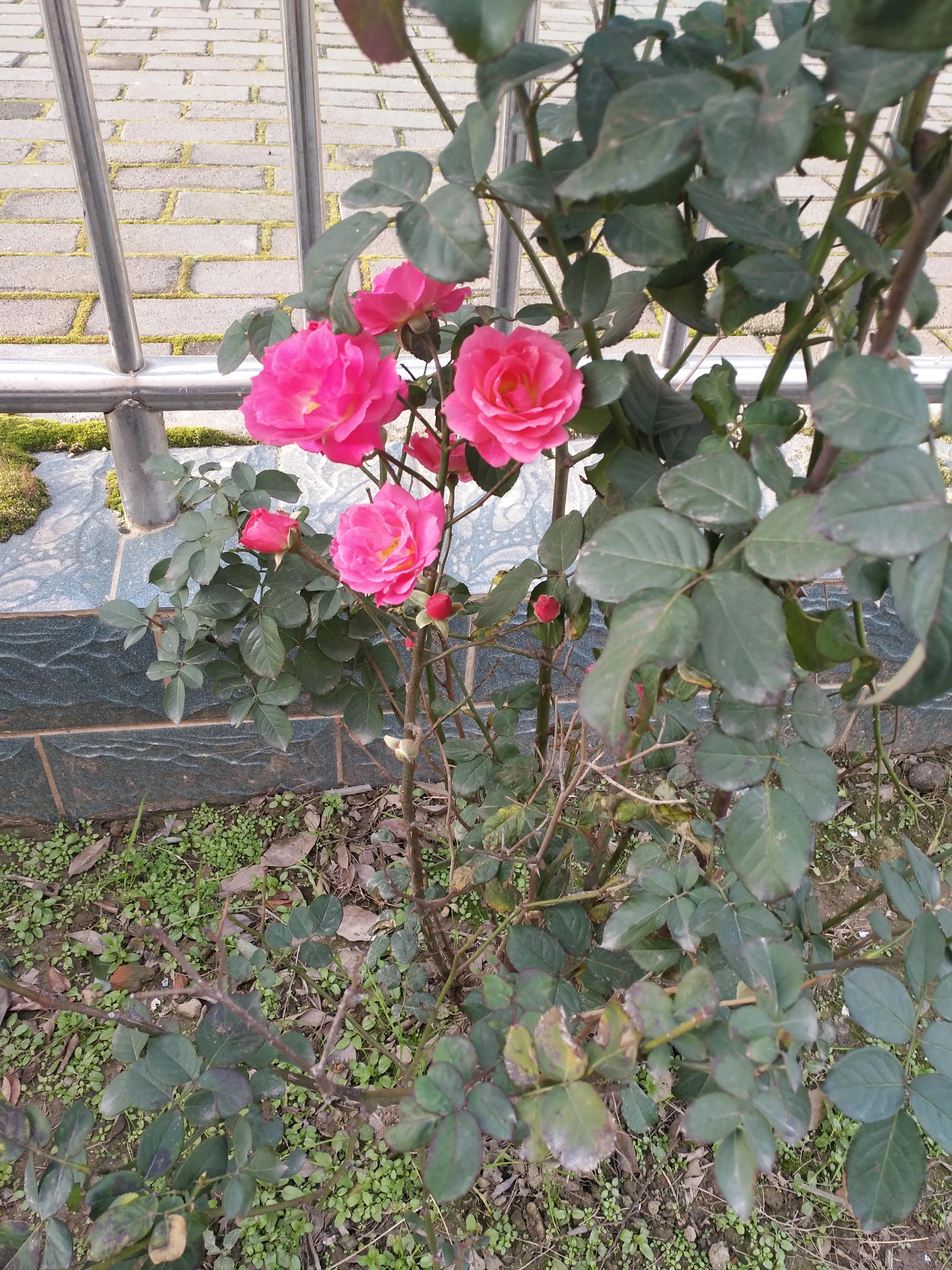 再听那些花儿,播放那些花儿