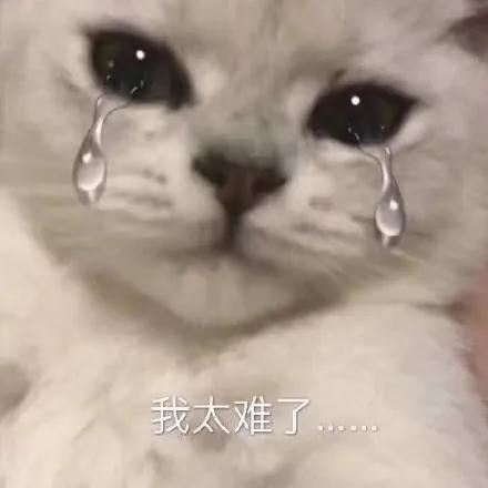 我家猫送亲戚了准备再养一只猫,给我家猫新交了一个嘚瑟的朋友