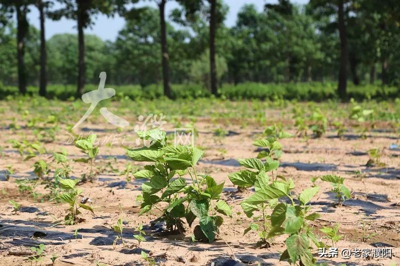 濮阳县各乡镇地名由来,濮阳最早出现的地名