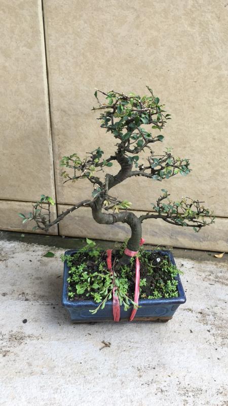 新手也能学会的修剪盆景技巧,枸杞盆景修剪技巧图解