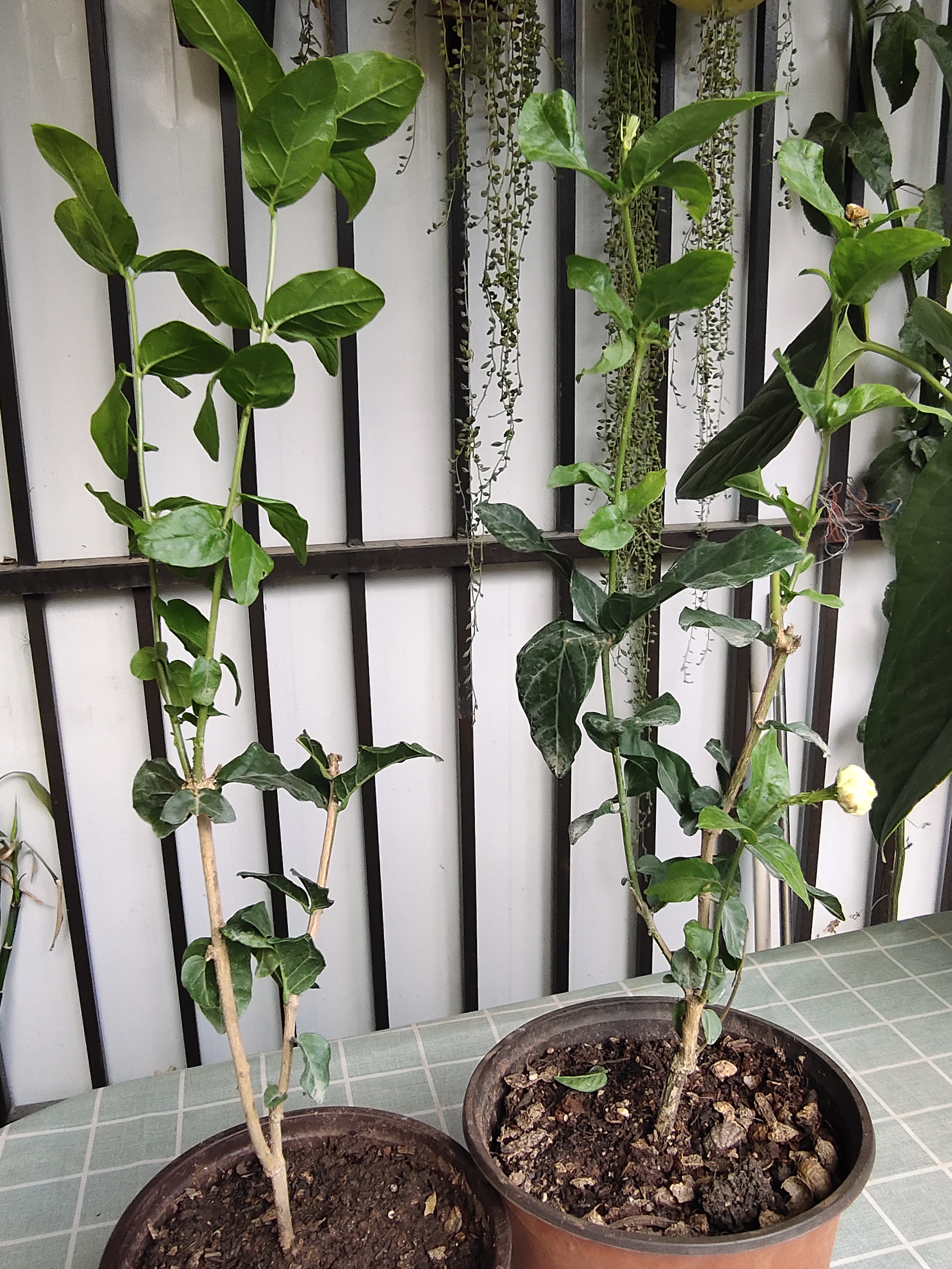 买虎头茉莉花茶,买虎头茉莉花盆栽