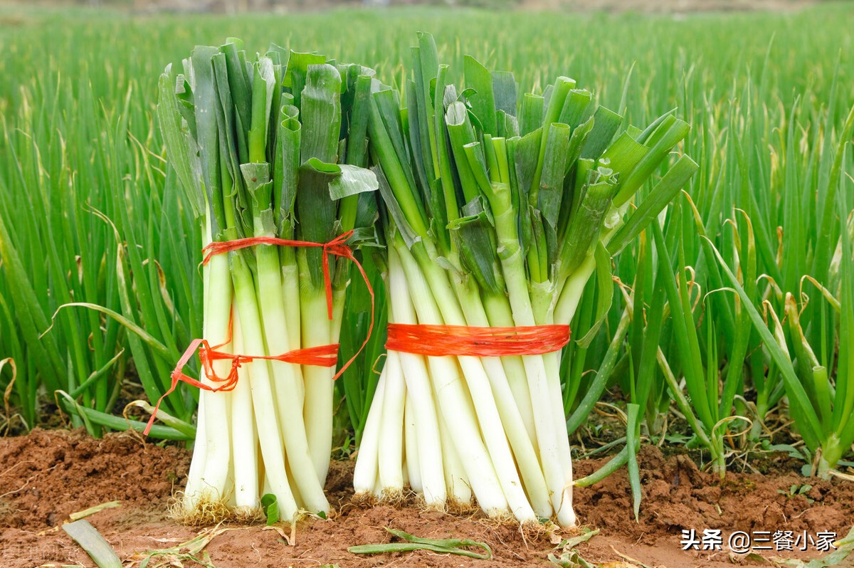 大葱怎么保存好过冬,大葱怎么保存比较好吃