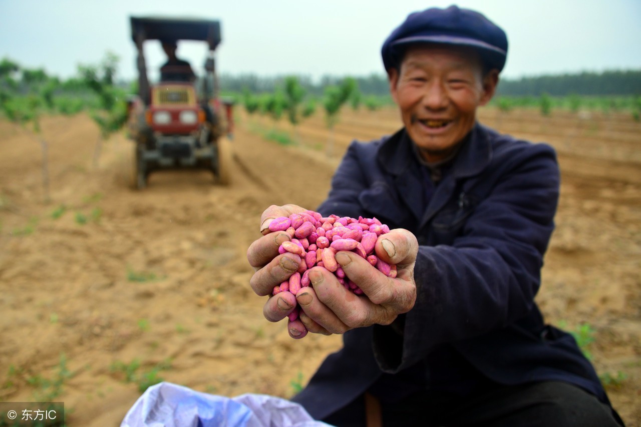 近期花生的种植方法,种花生记住四个步骤轻松夺高产