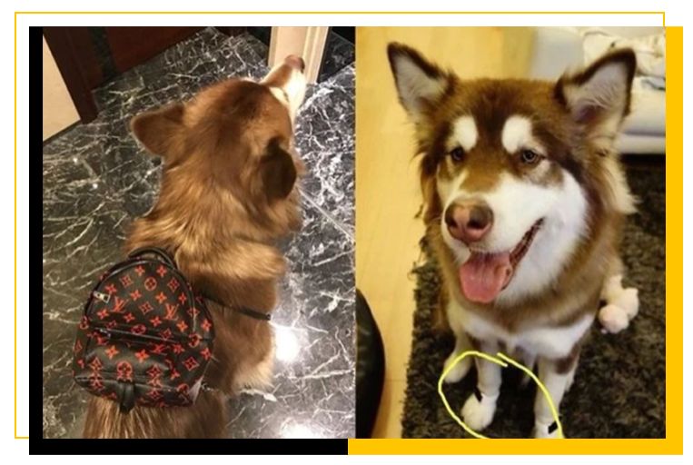 王思聪：老婆们出来还钱