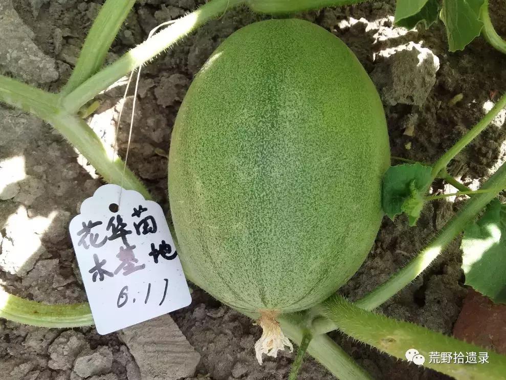 四川适合种植哈密瓜甜瓜品种,甜瓜种植技术新疆哈密瓜