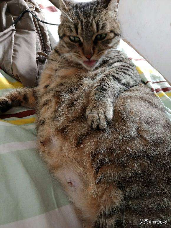 铲屎官们注意了你需要了解猫咪的生产过程一起涨知识