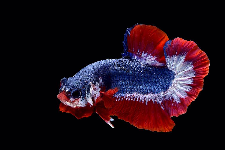 如何养好一条泰国斗鱼,如何养斗鱼最好方法