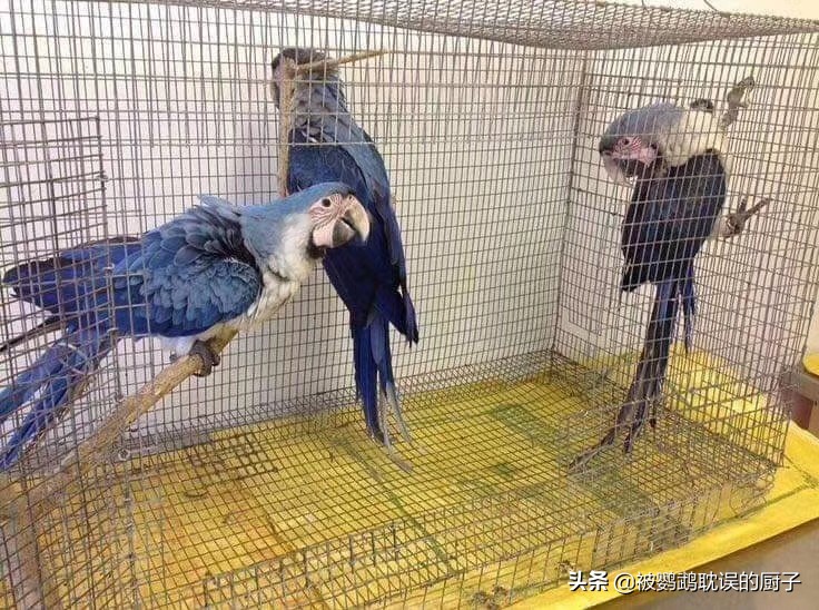 王校长养熊猫,王校长养了什么狗