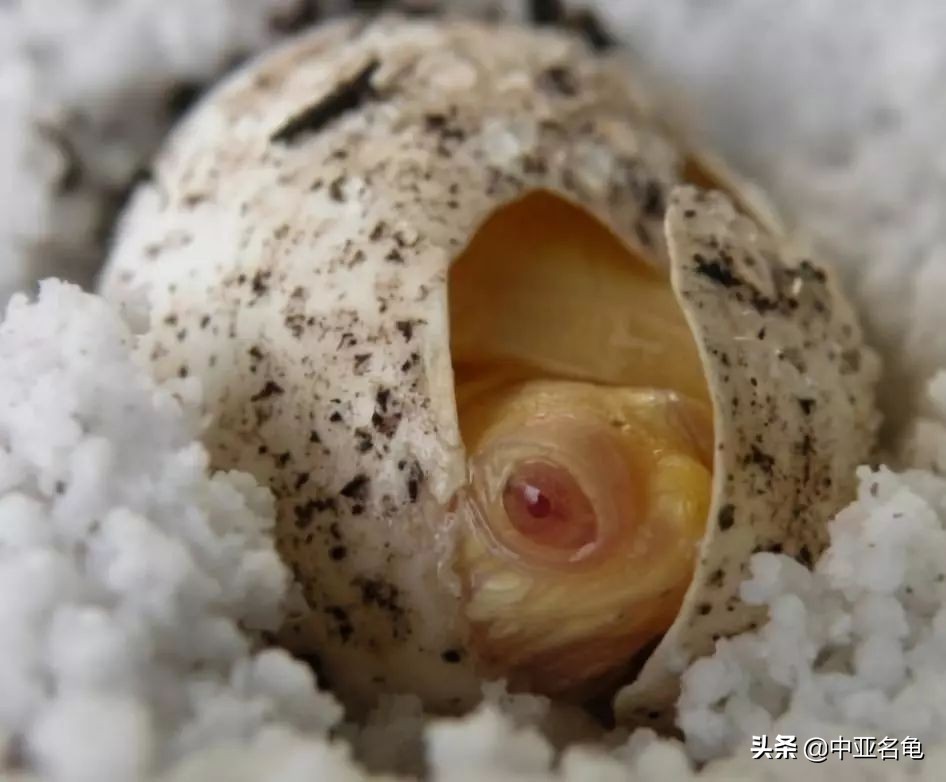 那些年那些被炒作过的乌龟,那些年炒作过的东西