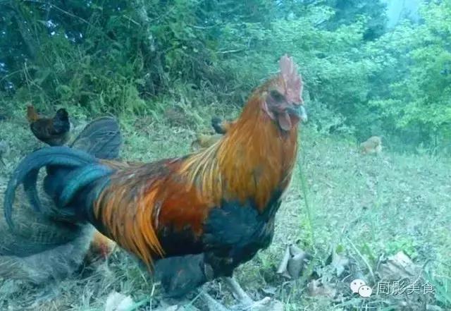 全世界的鸡都在这了，有你认识的吗？