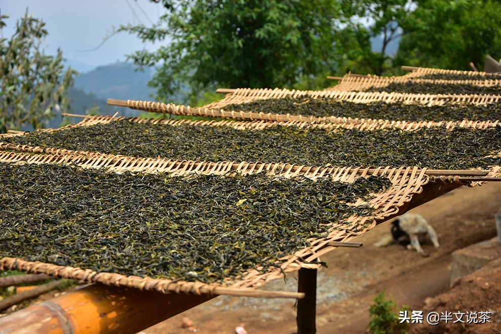 古树茶你必须知道的几个要素,如何挑选纯正的古树茶购买指南