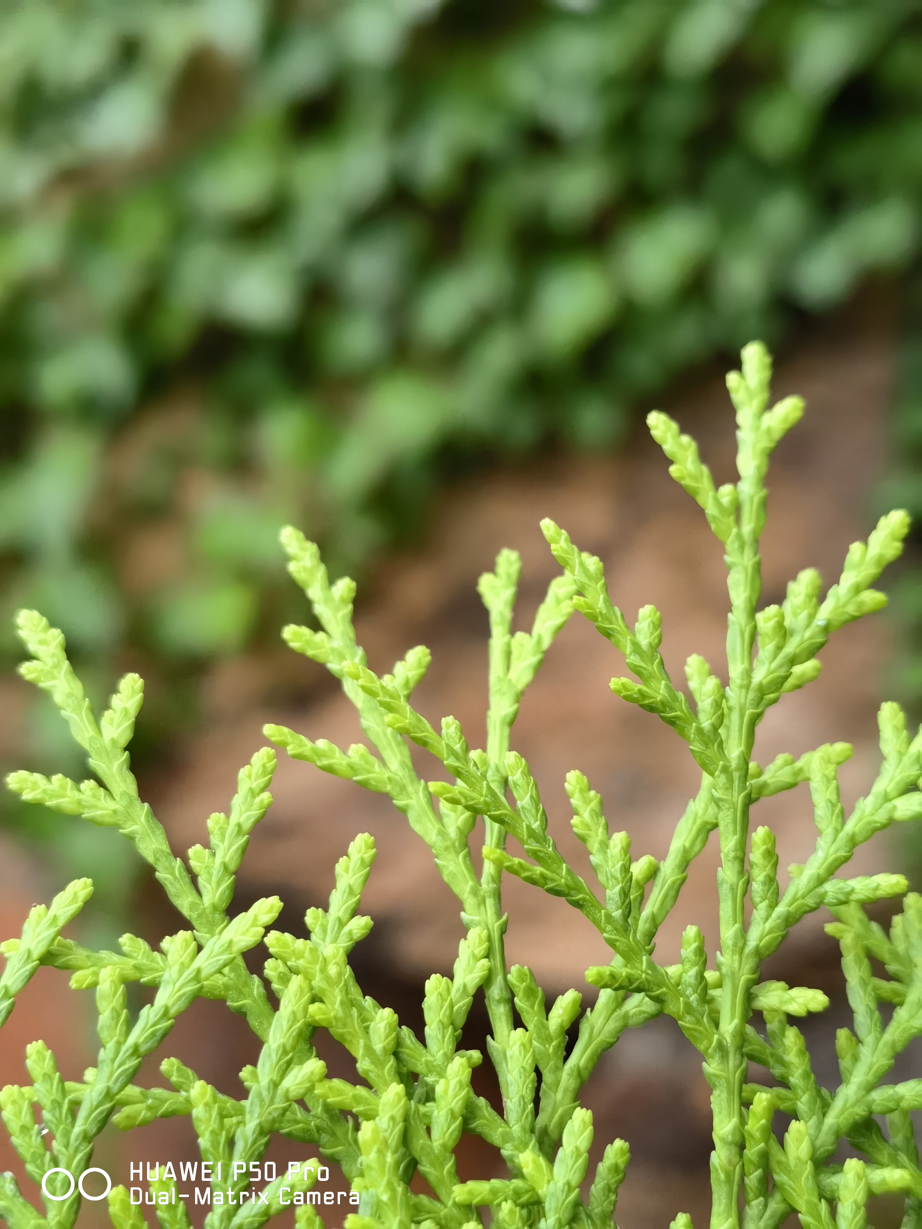 华为p50pro实测,华为p50pro变焦测试