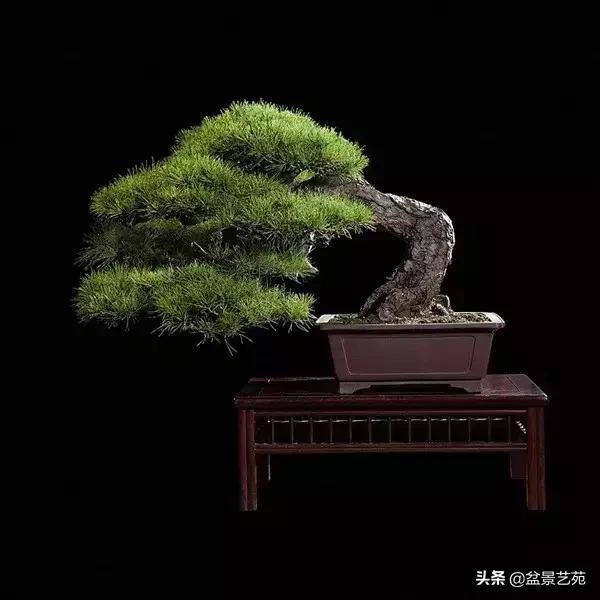 西泠印社砚台最高价拍卖记录,杭州西泠拍卖盆景