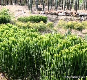 长在花盆里的树,长在花盆中的树