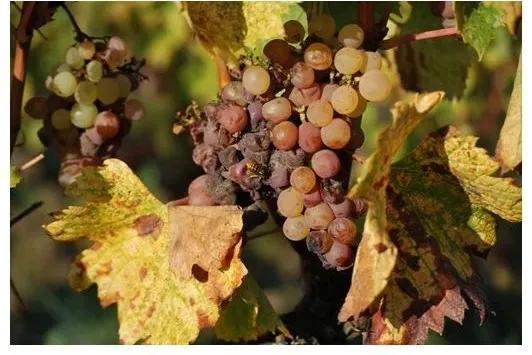 酒知识大揭秘,酒知识世界杯酒