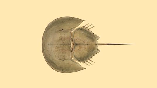 世界上哪种动物的血最贵,世界上最值钱的动物血