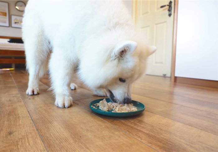 狗狗肾衰竭可以喝水吗,狗狗大量喝水大量尿肾衰竭