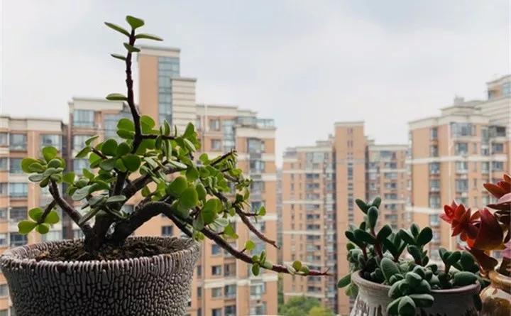 刚到家的花很好没多久就黄叶,买回来的花很快就蔫的原因