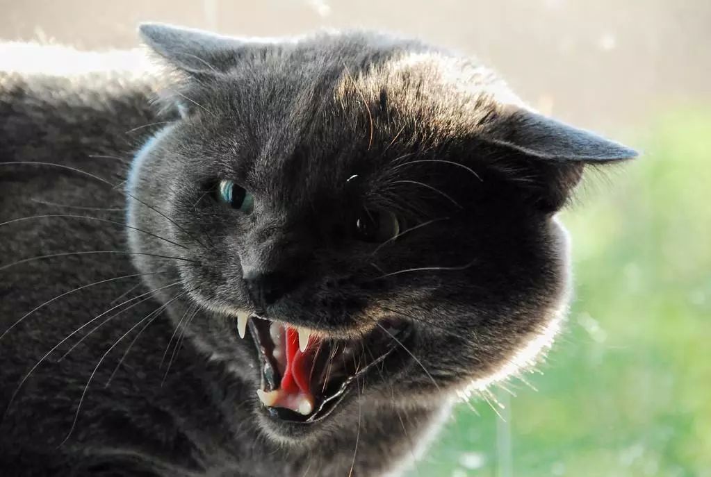 猫咪喵呜的叫是什么意思,猫咪喵的叫一声是什么意思