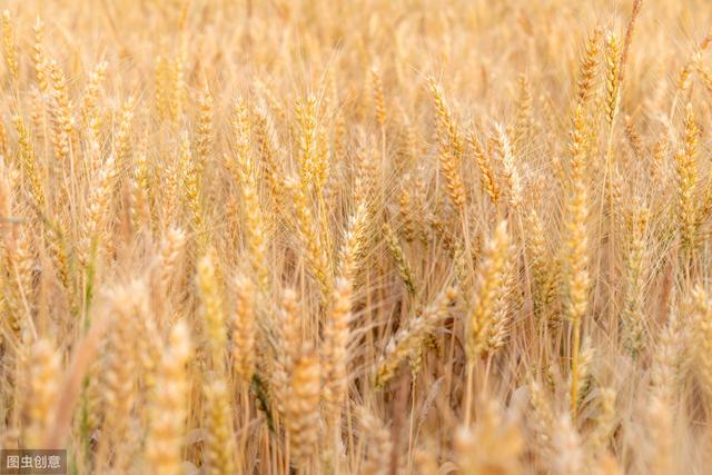 杂交水稻如何撒种,杂交水稻的种植技巧