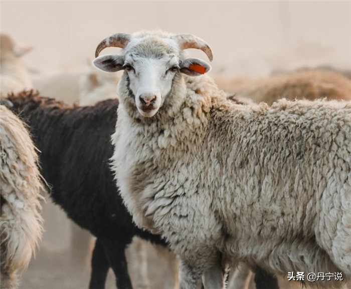 当美国爆发冠状病毒，加州农场主玛丽的繁忙工作和牛仔穿搭