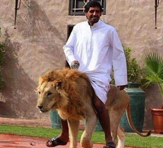 阿联酋经济来源占比,阿联酋gdp总量世界排名